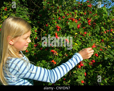Hundsrose (Rosa Canina), Mädchen Kommissionierung Hagebutten, Deutschland Stockfoto