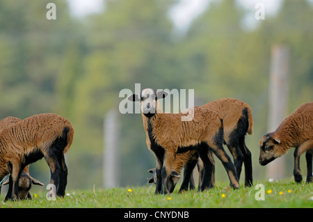 Kamerun, Kamerun-Schafe (Ovis Ammon F. Aries), Lämmer Stockfoto