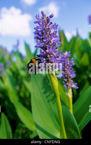 Pickerel Unkraut, Pickerelweed (Pontederia Cordata), Blütenstand mit Hummel, Deutschland Stockfoto