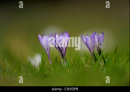 weiße Krokus, Crocus Vernus, Frühlings-Krokus (Crocus Vernus Albiflorus, Crocus Albiflorus), blühen auf einer Wiese, Österreich Stockfoto