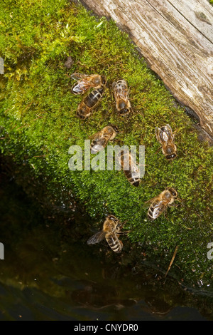 Honigbiene Bienenstock Biene (Apis Mellifera Mellifera), Honig-Bienen trinken am moosigen Wasserstelle, Deutschland Stockfoto