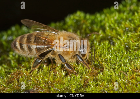 Honigbiene, Bienenkorb Biene (Apis Mellifera Mellifera), trinken aus nassem Moos, Deutschland Stockfoto