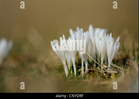 weiße Krokus, Crocus Vernus, Frühlings-Krokus (Crocus Vernus Albiflorus, Crocus Albiflorus), blühen auf einer Wiese, Österreich Stockfoto