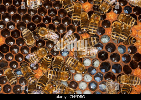 Honigbiene, Bienenkorb Biene (Apis Mellifera Mellifera), Bienen auf den Waben mit Larven, Deutschland Stockfoto