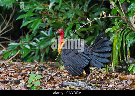 Bürsten Sie Türkei (Alectura Lathami), Männlich, Australien, Queensland, Atherton Tablelands Stockfoto