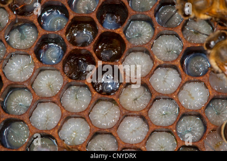 Honigbiene, Bienenkorb Biene (Apis Mellifera Mellifera), Larven in Kämme, Deutschland Stockfoto