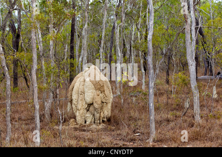 bauchige Termite Hügel in einem Wald, Mareeba, Nord-Queensland, Queensland, Australien Stockfoto