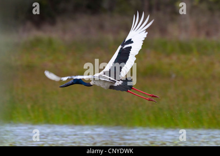 Blach-necked Storch (Nahrung Asiaticus), männliche fliegen über Mareeba Wetlands, Nord-Queensland, Queensland, Australien Stockfoto