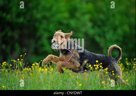 Airedale Terrier (Canis Lupus F. Familiaris) spielen in Blumenwiese Stockfoto