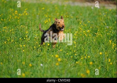 Airedale Terrier (Canis Lupus F. Familiaris), ausgeführt in Blumenwiese Stockfoto