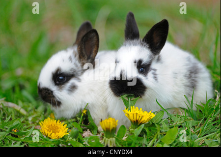 Hauskaninchen (Oryctolagus Cuniculus F. Domestica), zwei schwarze und weiße Kaninchen sitzen nebeneinander im Löwenzahn Wiese Stockfoto