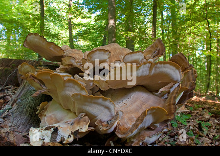 riesige Polypore (Meripilus Giganteus), auf einen Baum Hirsch, Deutschland Stockfoto