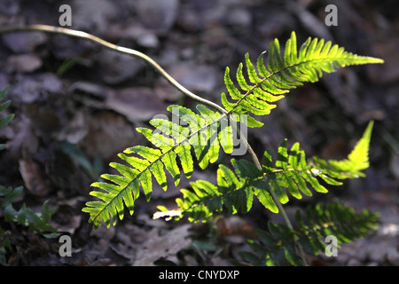 Wurmfarn (Dryopteris Filix-Mas), Wedel bei Gegenlicht, Deutschland, Nordrhein-Westfalen Stockfoto