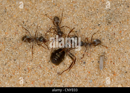 Holz-Ameisen (Formica vgl. Cinerea), drei Ameisen tragen ihre Beute Stockfoto