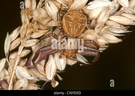 Krabbenspinne (Xysticus Cristatus), sitzen auf Blüte Stockfoto