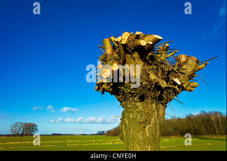 gemeinsamen Korbweide (Salix Viminalis), beschnitten Weide im Frühling, Deutschland, Niedersachsen Stockfoto