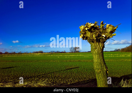 gemeinsamen Korbweide (Salix Viminalis), beschnitten Weide im Frühling, Deutschland, Niedersachsen Stockfoto