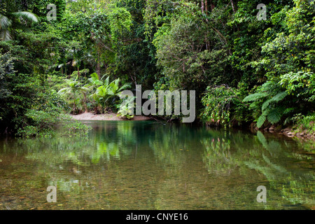 Creek im Regenwald, Australien, Queensland, Daintree Nationalpark Stockfoto