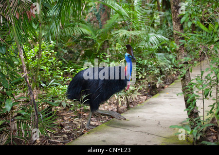 Südlichen Kasuar, Doppel-Flecht-Kasuar, australischen Kasuar, zwei Flecht-Helmkasuar (Casuarius Casuarius), Weiblich, Australien, Queensland, Daintree Nationalpark Stockfoto
