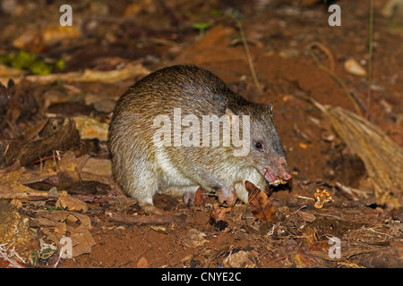 nördlichen braun oder gestromt Bandicoot (Isoodon Macrourus), Fütterung, Australien, Queensland, Daintree Nationalpark Stockfoto