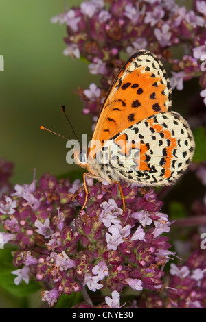 Gefleckte Fritillary (Melitaea Didyma), Männlich, Deutschland Stockfoto