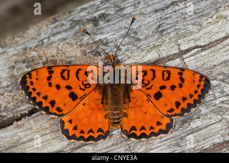 Gefleckte Fritillary (Melitaea Didyma), sitzen auf Rinde, Deutschland Stockfoto