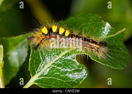 Vapourer Motte, gemeinsame Vapourer, rostigen Tussock Moth (Orgyia Antiqua, Orgyia Recens), Raupe auf einem Blatt, Deutschland Stockfoto