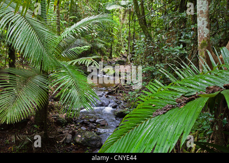 Creek im Regenwald, Australien, Queensland, Daintree Nationalpark Stockfoto