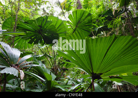 Rote Latan-Palme, australische Fächerpalme (Licuala Ramsayi), Fan Palmen im Regenwald, Australien, Queensland, Daintree Nationalpark Stockfoto