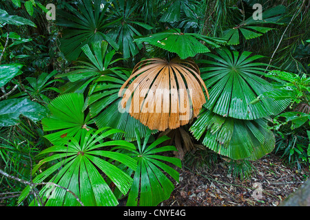 Rote Latan-Palme, australische Fächerpalme (Licuala Ramsayi), Fan Palmen im Regenwald, Australien, Queensland, Daintree Nationalpark Stockfoto