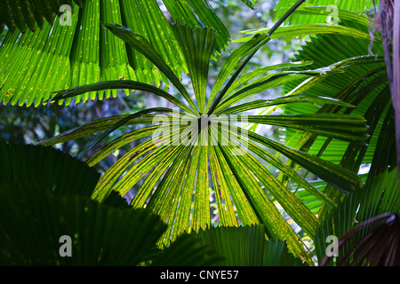 Rote Latan-Palme, australische Fächerpalme (Licuala Ramsayi), Fan Palmen im Regenwald, Australien, Queensland, Daintree Nationalpark Stockfoto