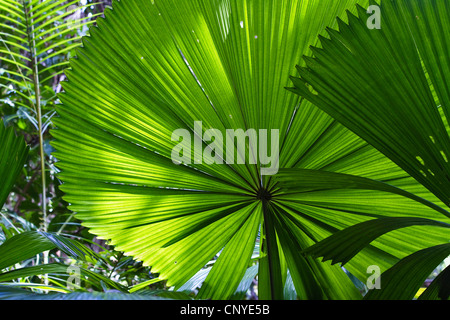 Rote Latan-Palme, australische Fächerpalme (Licuala Ramsayi), Fan Palmen im Regenwald, Australien, Queensland, Daintree Nationalpark Stockfoto