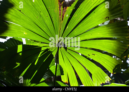 Rote Latan-Palme, australische Fächerpalme (Licuala Ramsayi), Fan Palmen im Regenwald, Australien, Queensland, Daintree Nationalpark Stockfoto