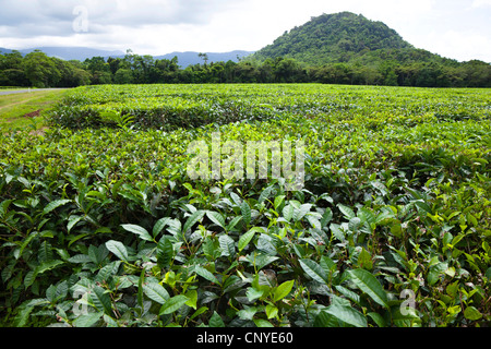 Teepflanze (Camellia Sinensis, Thea Sinensis), Teeplantage, Australien, Queensland, Daintree Nationalpark Stockfoto