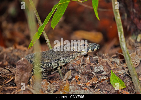 Spitzen Sie-Monitor, gemeinsame Baumwaran (Varanus Varius), Porträt, Australien, Queensland, Daintree Nationalpark Stockfoto