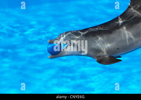 Flasche-Nase Delphin, bottlenosed Delphin, gemeiner Flasche – Nosed Delfin (Tursiops Truncatus), Schwimmen mit einem Ball in die Schnauze während einer Show in einem Delfinarium Stockfoto