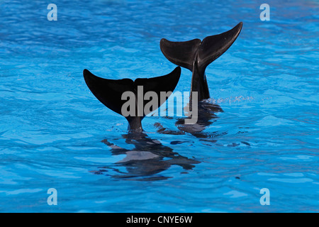 Flasche-Nase Delphin, bottlenosed Delphin, gemeiner Flasche – Nosed Delfin (Tursiops Truncatus), zwei Tiere, die synchron halten ihren Heckflossen aus dem Wasser während einer Show in einem Delfinarium Stockfoto