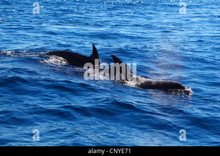 Flasche-Nase Delphin, bottlenosed Delphin, gemeiner Flasche – Nosed Delfin (Tursiops Truncatus), drei Tiere, die an der Wasseroberfläche schwimmen Stockfoto