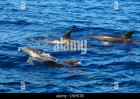 Flasche-Nase Delphin, bottlenosed Delphin, gemeiner Flasche – Nosed Delfin (Tursiops Truncatus), einige Tiere schwimmen an der Wasseroberfläche nebeneinander Stockfoto