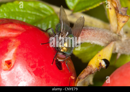 grüne Flasche fliegen, Greenbottle (Lucilia spec.), Fütterung aus einem Hundsrose Stockfoto