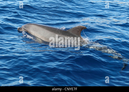 Flasche-Nase Delphin, bottlenosed Delphin, gemeiner Flasche – Nosed Delfin (Tursiops Truncatus), an der Wasseroberfläche schwimmen Stockfoto