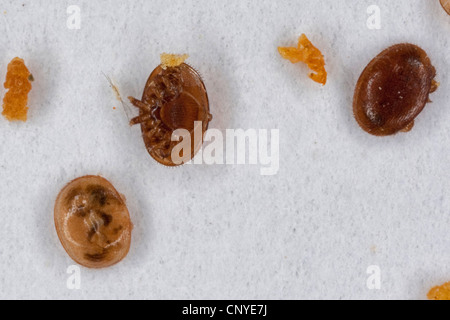 Varroa-Milbe (Varroa Destructor, Varroa Jacobsoni), blutsaugende Parasiten bei Honigbiene Stockfoto