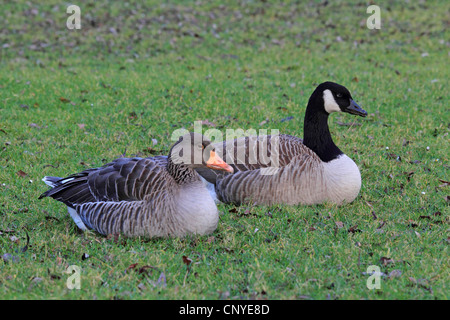 Graugans (Anser Anser), sitzen auf einer Wiese neben einer Kanadagans, Deutschland Stockfoto