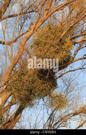 Mistel (Viscum Album Subspecies Album), auf einem Baum im Winter, Deutschland Stockfoto