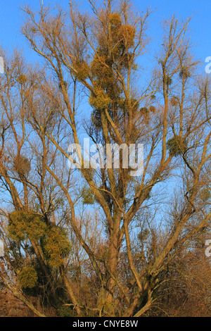 Mistel (Viscum Album Subspecies Album), auf einem Baum im Winter, Deutschland Stockfoto