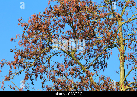 Erle, schwarz Schwarzerle, Europäische Erle (Alnus Glutinosa), blühenden Erle, Deutschland Stockfoto