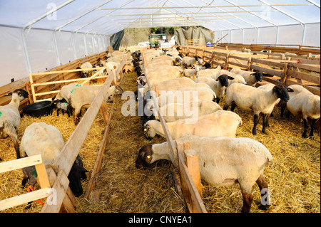 Suffolk (Ovis Ammon F. Aries), Suffolk Schafe im Stall Stockfoto