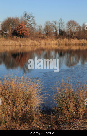 Landschaft am Altrhein an einem sonnigen Wintertag, Deutschland Stockfoto