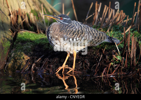 Sonne-Rohrdommel, Sunbittern (Eurypyga Helias), am Ufer eines ruhigen Wasser stehend Stockfoto