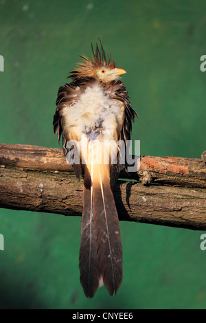 Guira Kuckuck (Guira Guira), auf einem Ast Stockfoto